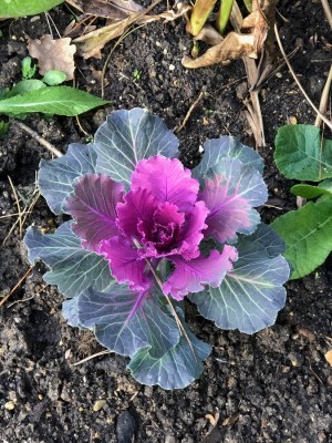  Chou blancdécoration 