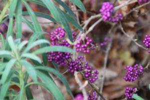  Callicarpa chinois 