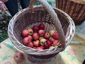  15- les pommes de Soeur Louise 