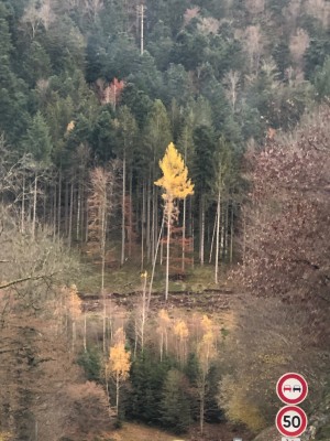  2- marche des libérateurs 