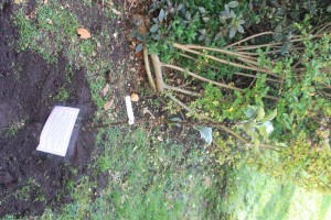  7g-pommier de soeur Louise.JPG 